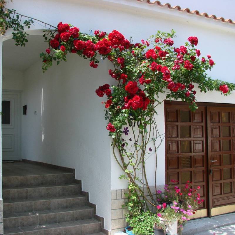 Apartman 5